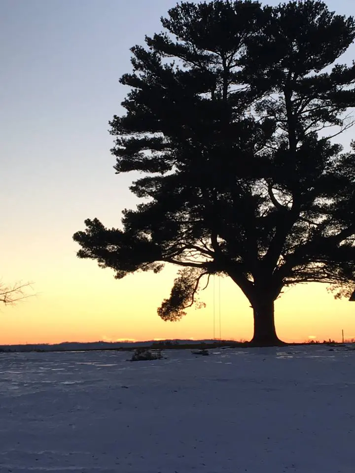 A lone tree in a snow covered field at sunset.
