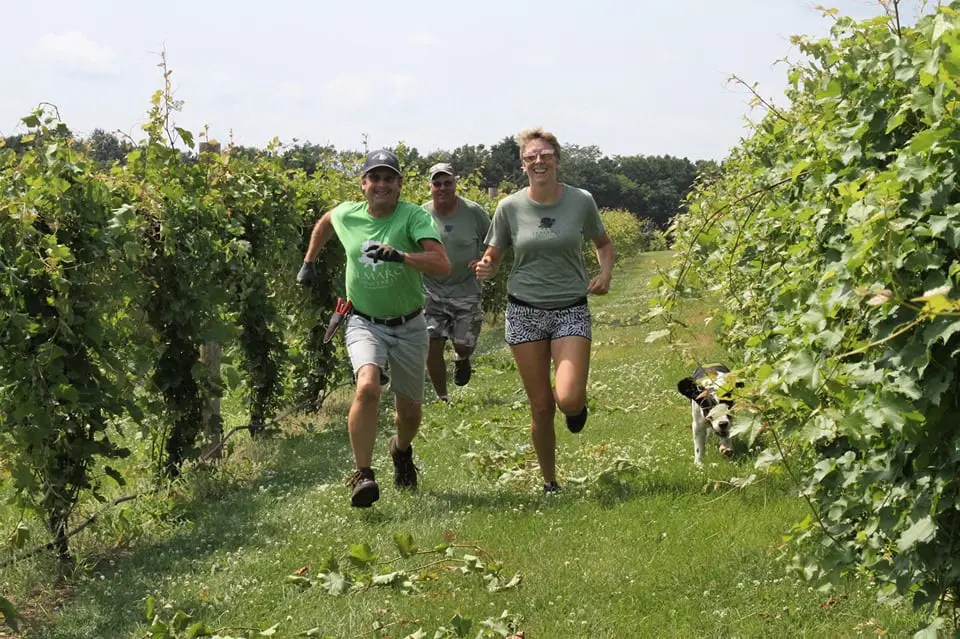 A group of people running through a vineyard with a dog.