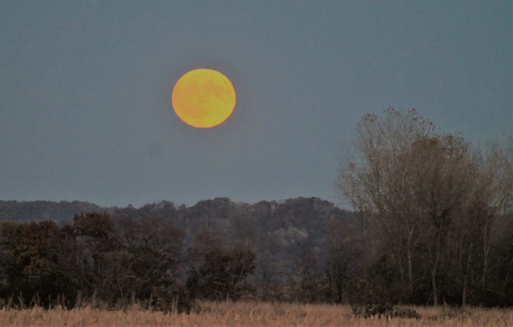 A full moon rises over a field of grass and trees.