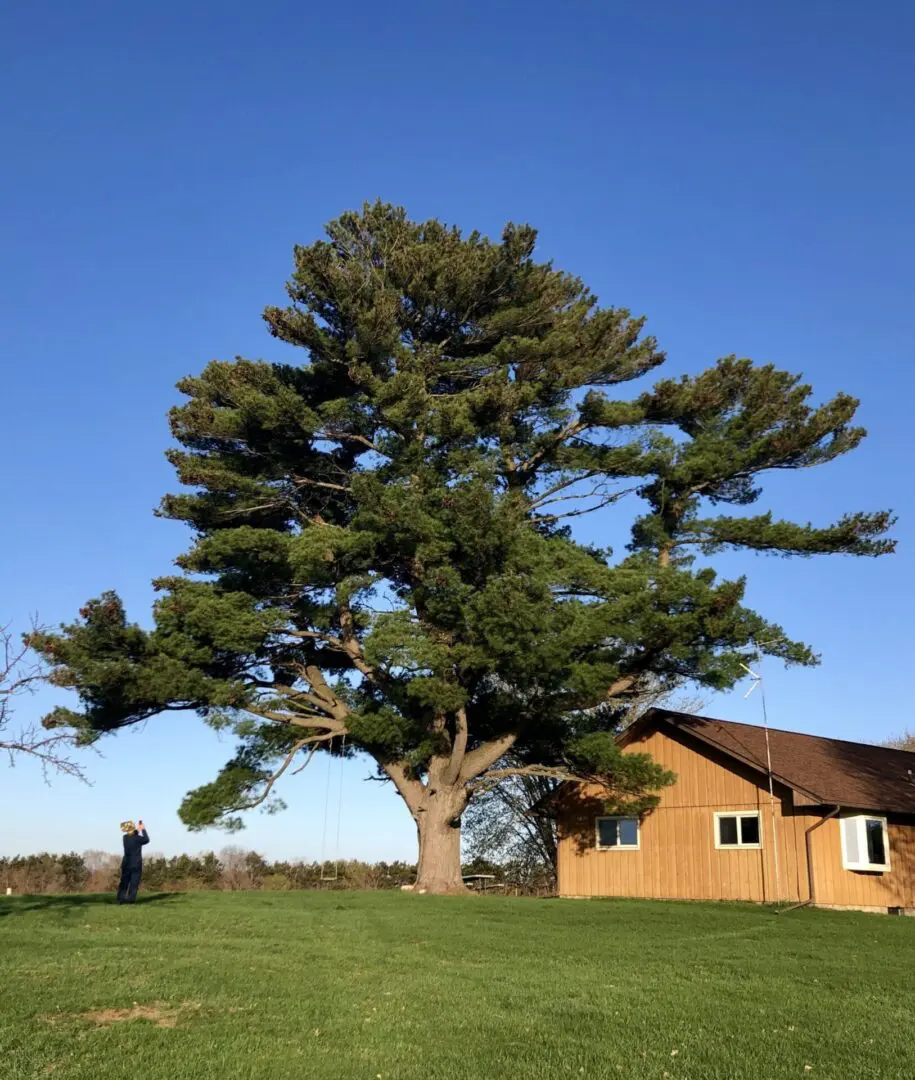 A large pine tree in front of a house.