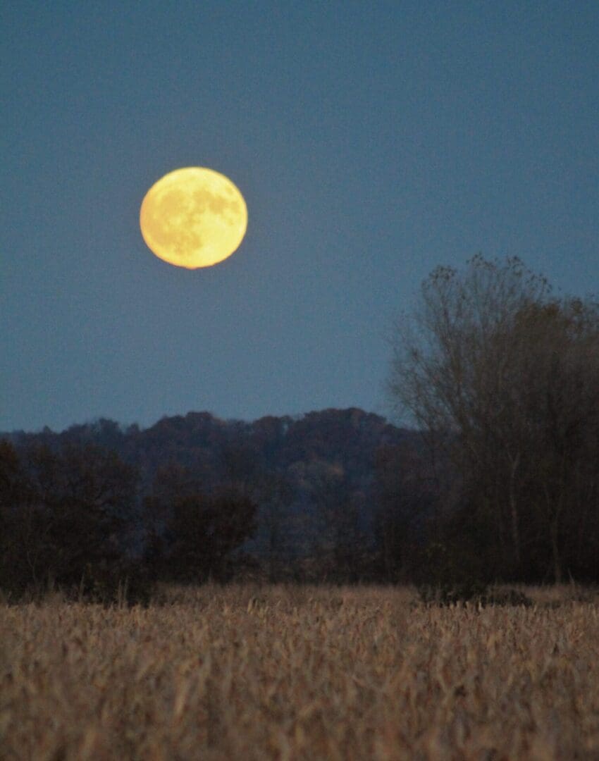 A full moon rises over a field of corn.
