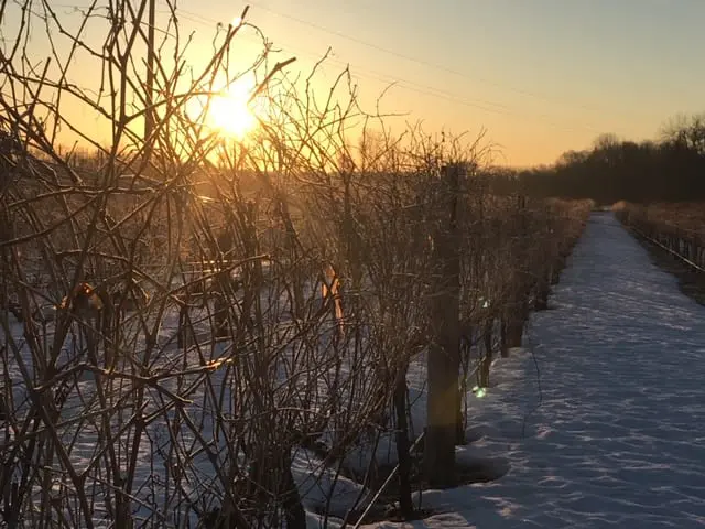The sun is setting over a snow covered path.