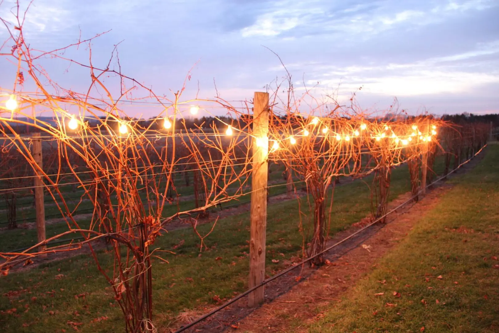 A vineyard with fairy lights