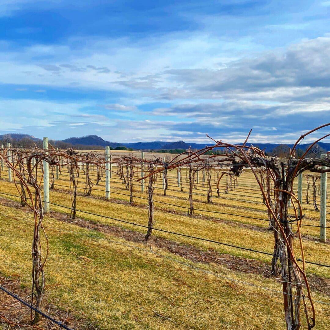 A vineyard with vines and mountains in the background.