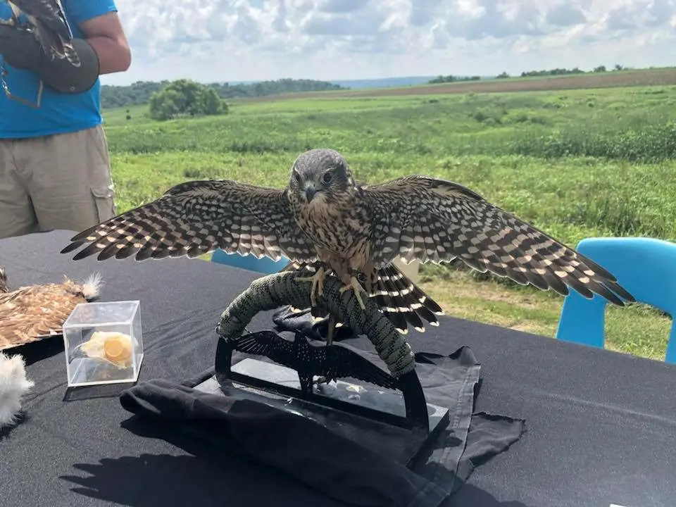 A falcon perched on a table in a field.