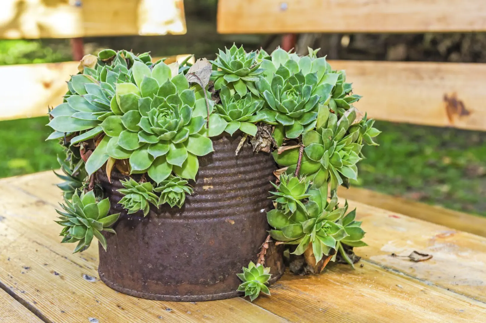 Succulents in a rusty bucket on a wooden table.