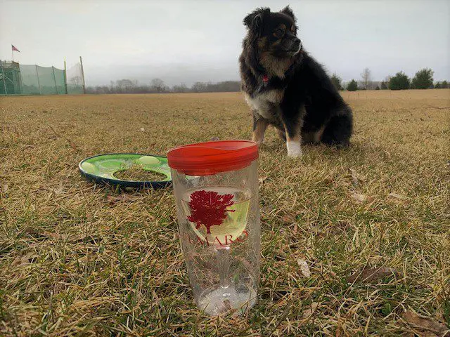 A dog in a field with a frisbee.