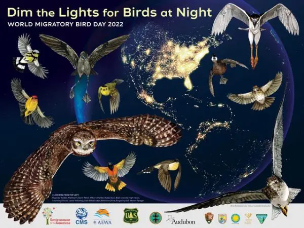 Dim the lights for birds at night.