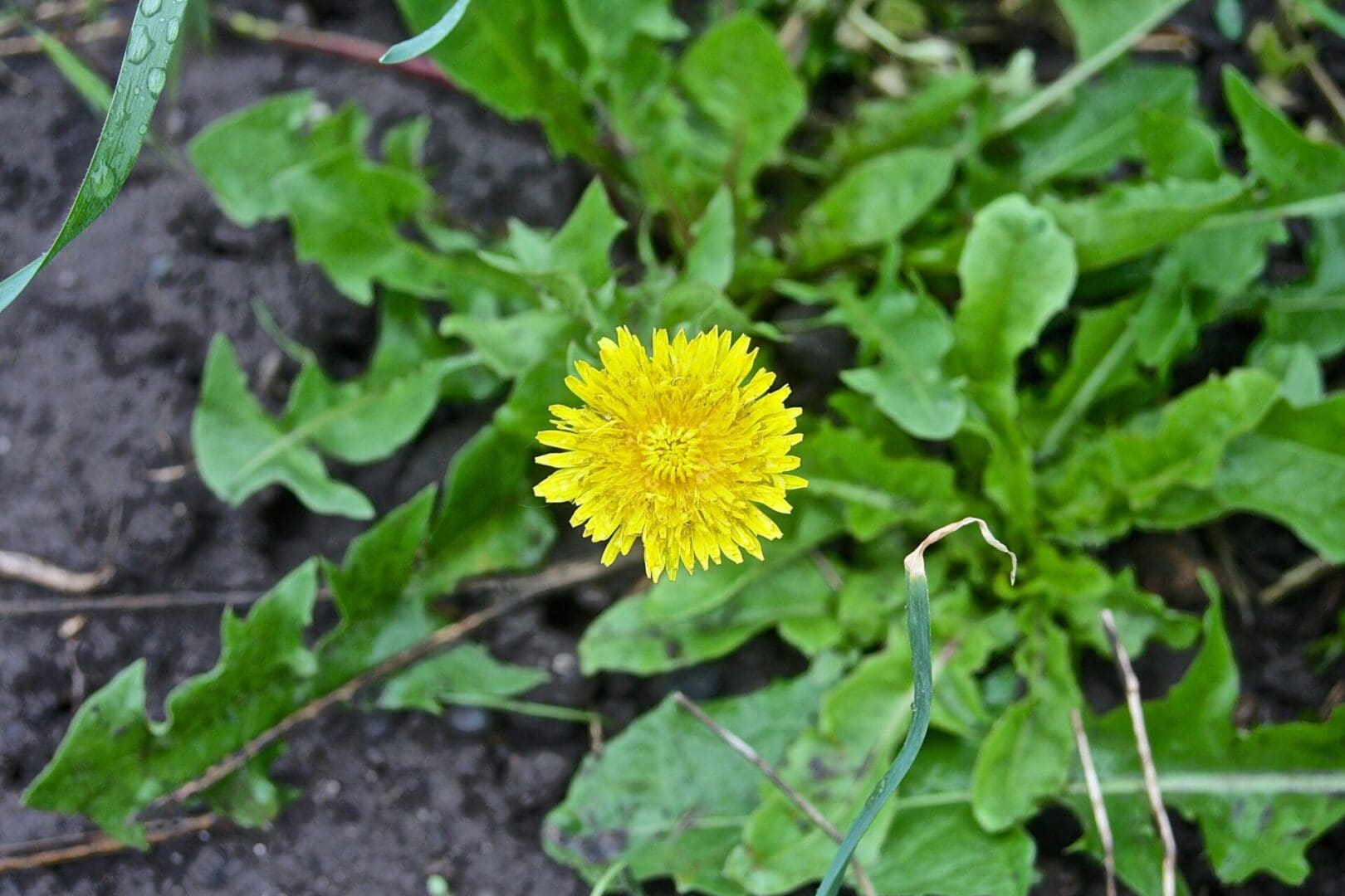 A yellow dandelion growing in the dirt.