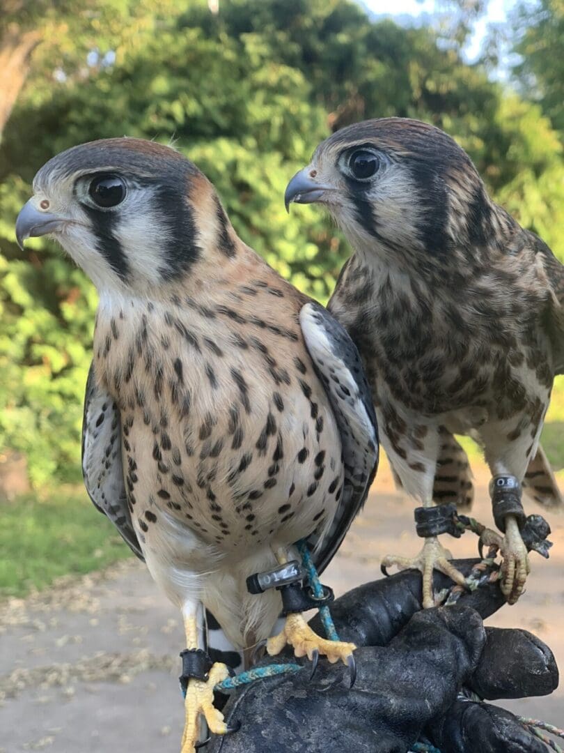 Two falcons perched on a person's hand.
