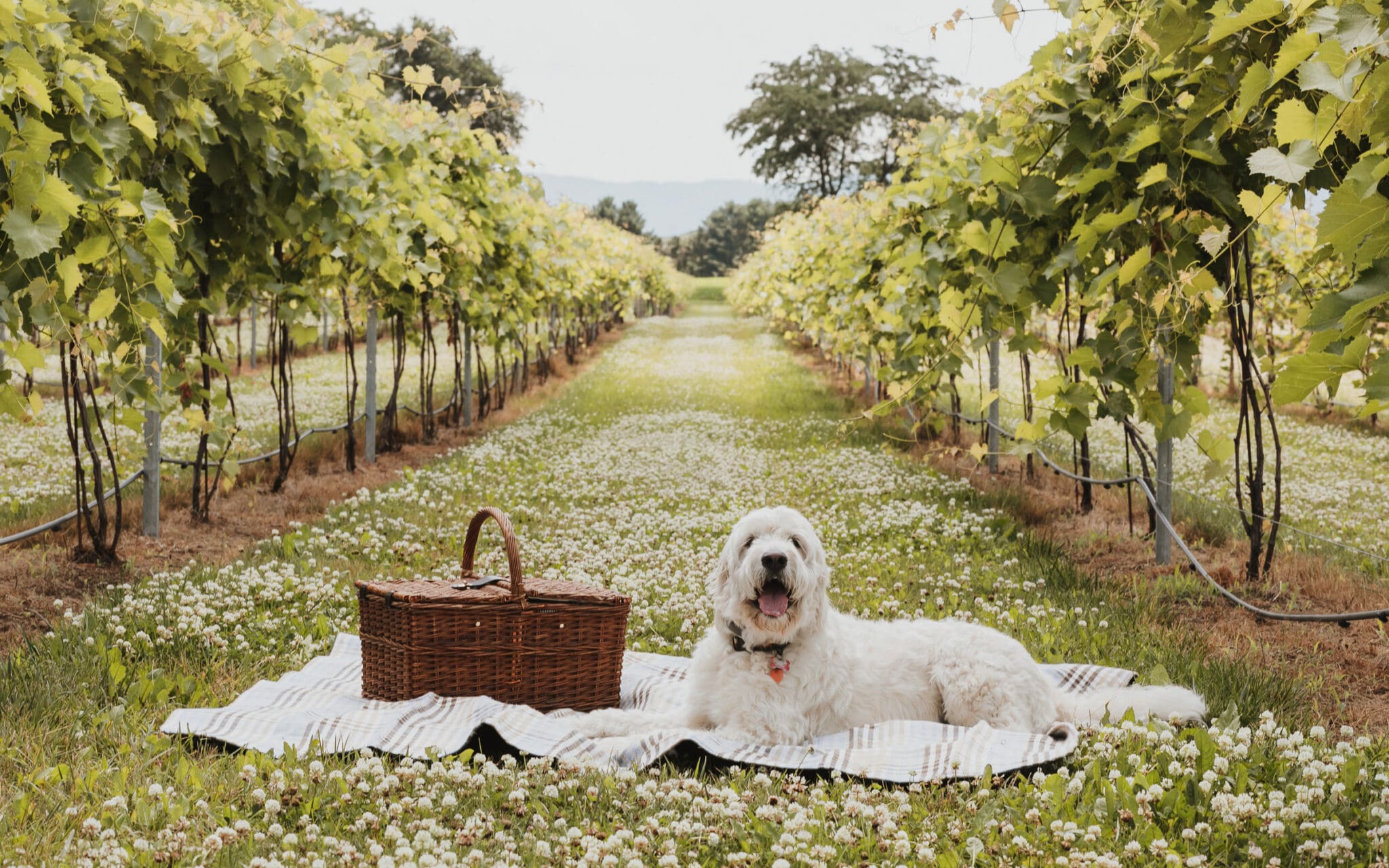 A dog sitting on a blanket in a vineyard.