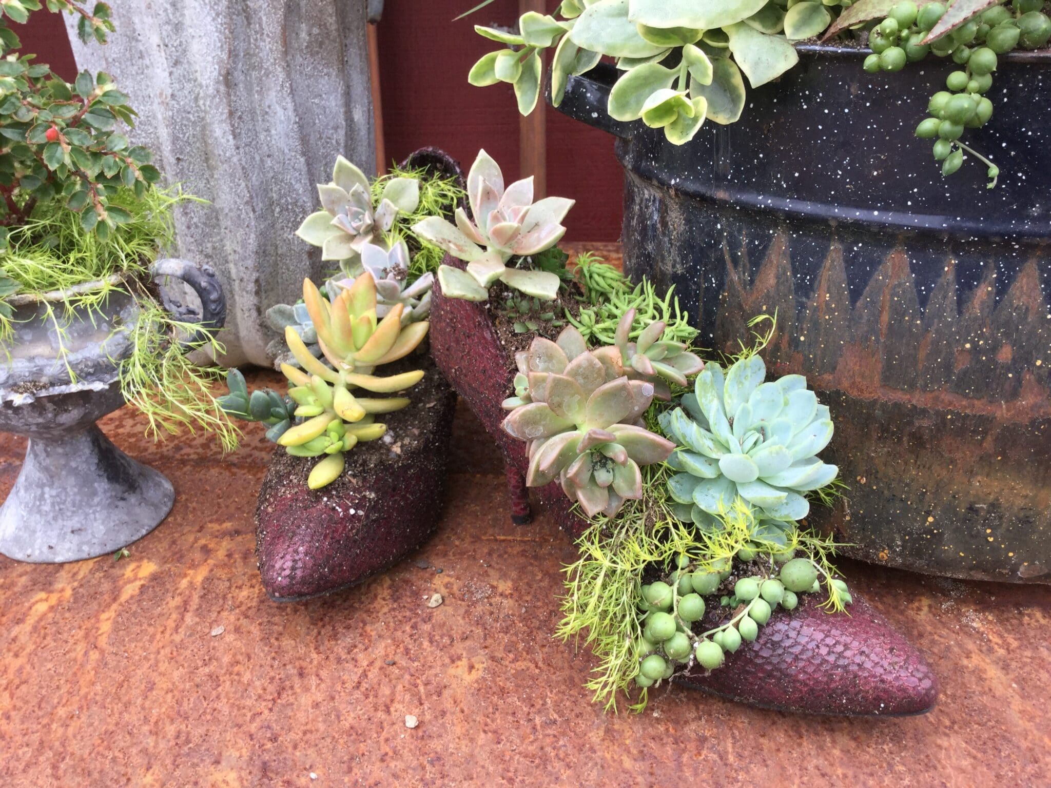 Succulent plants in small pots