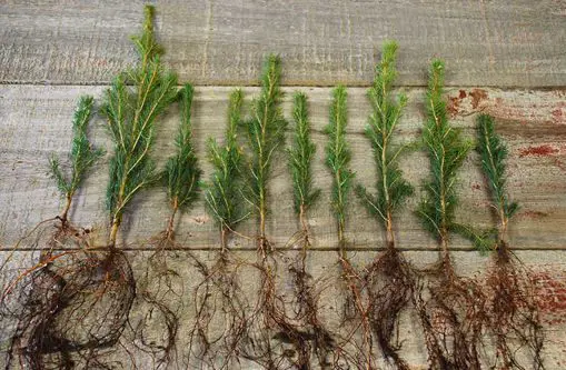 Tree saplings on a wooden surface