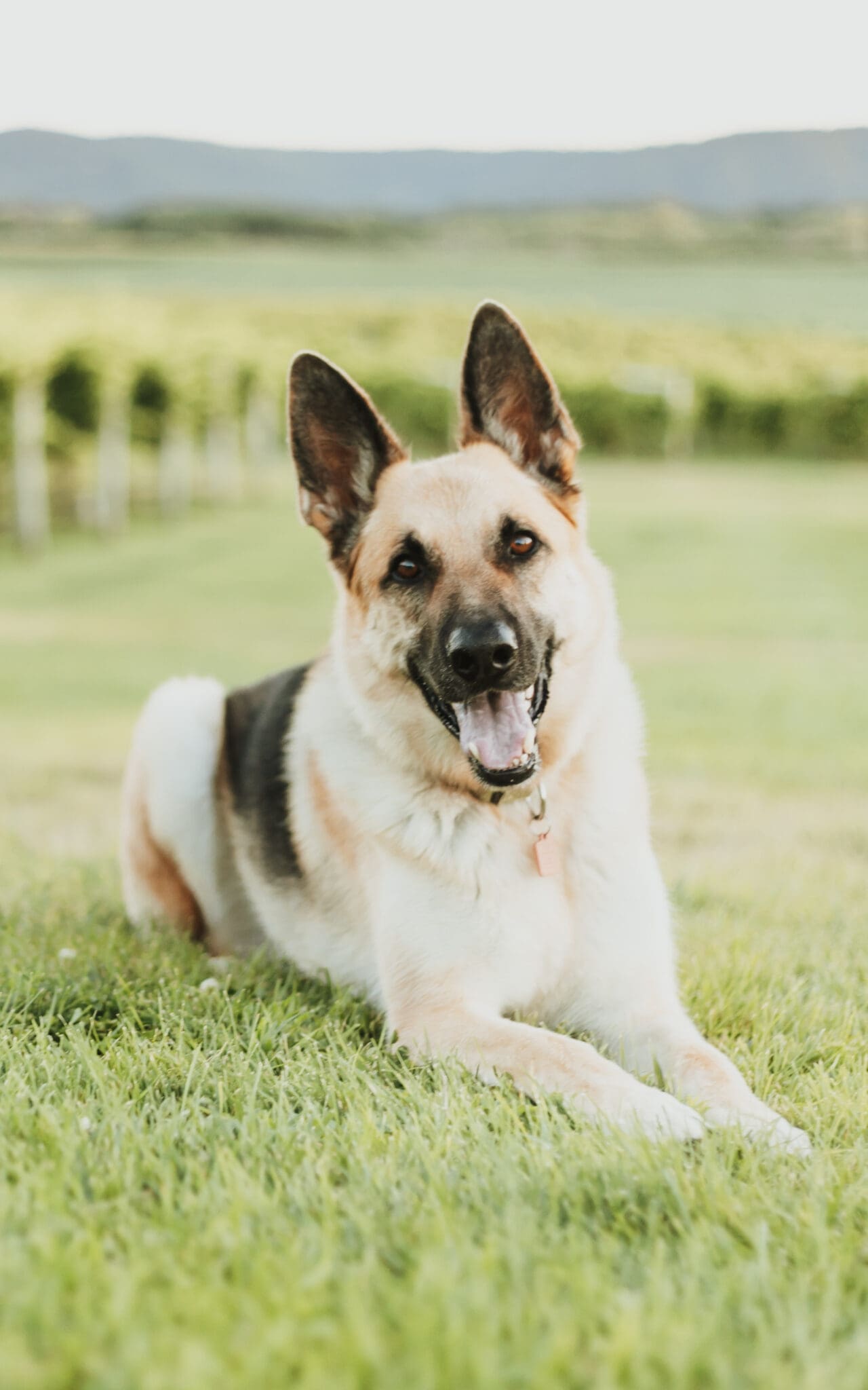 A dog lying on grass