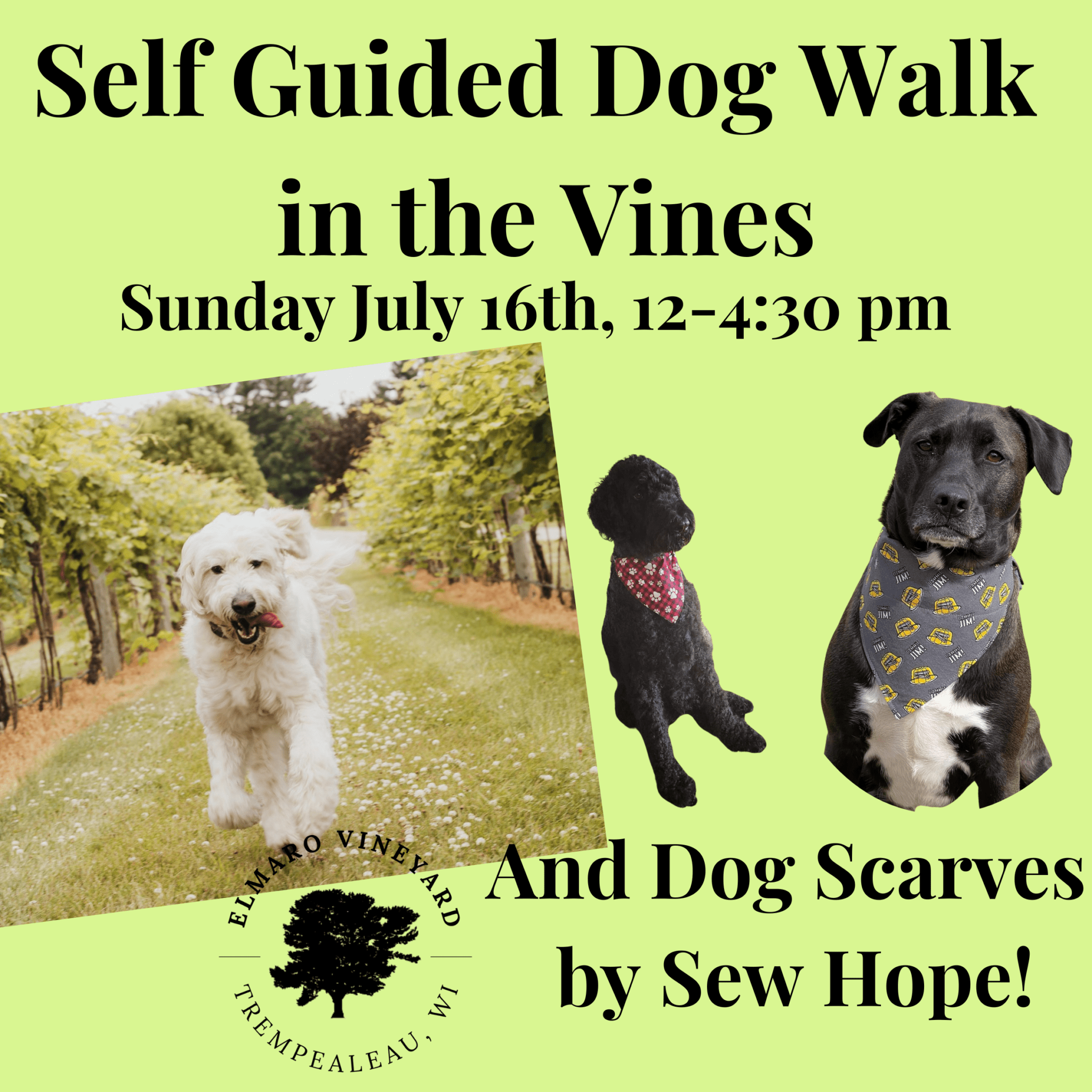 Self Guided Dog Walk in the Vines (2)