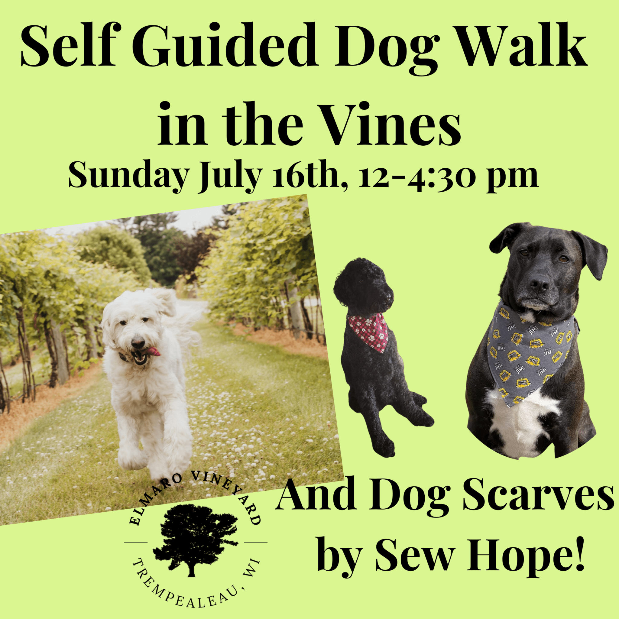 Dog walk and scarves at vineyard.