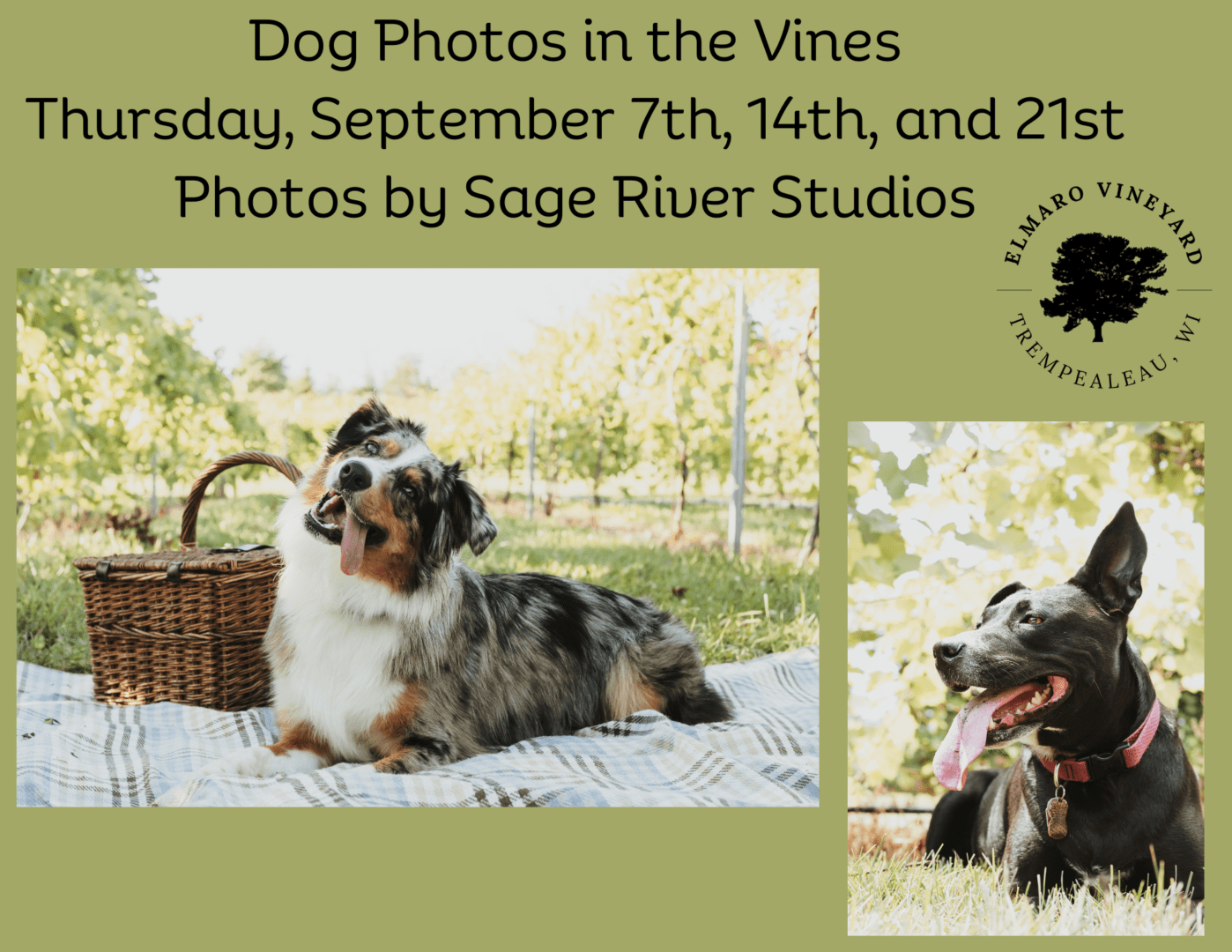 Dog Photos in the Vines Thursday, September 7th, 14th, and 21st Photos by Sage River Studios