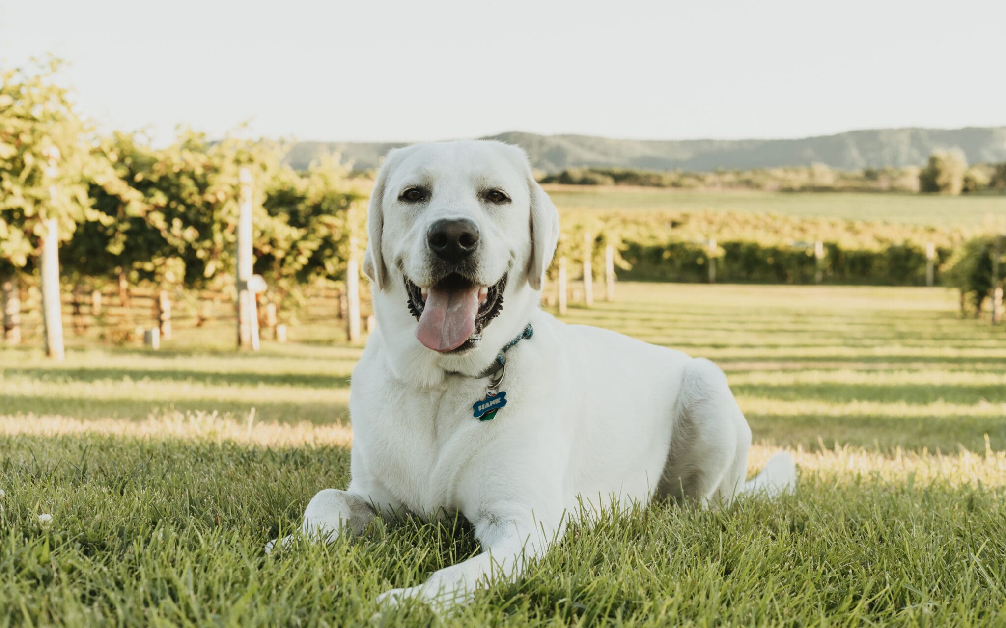 White Labrador Retriever laying in grass.