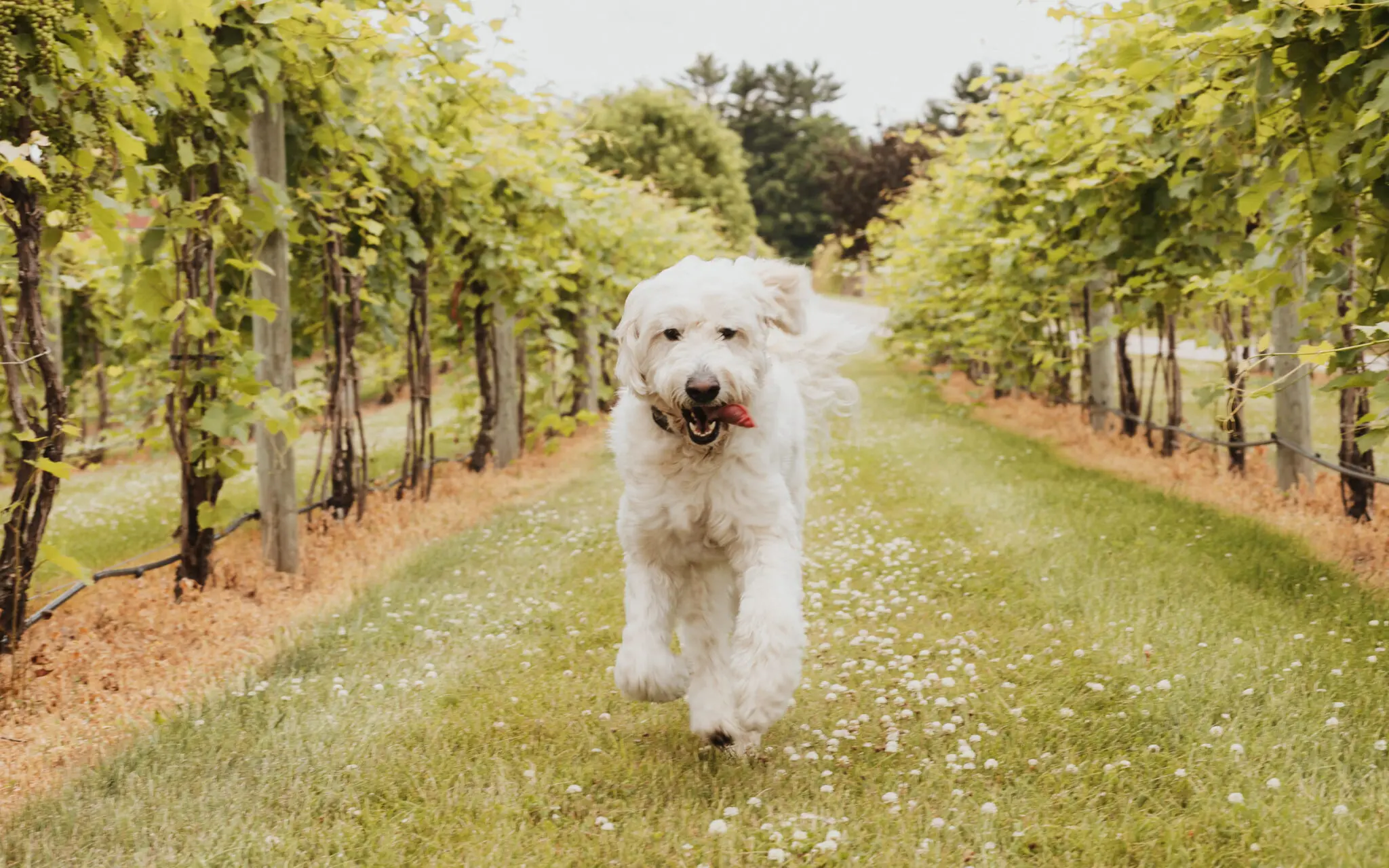 Rogi in the Vines