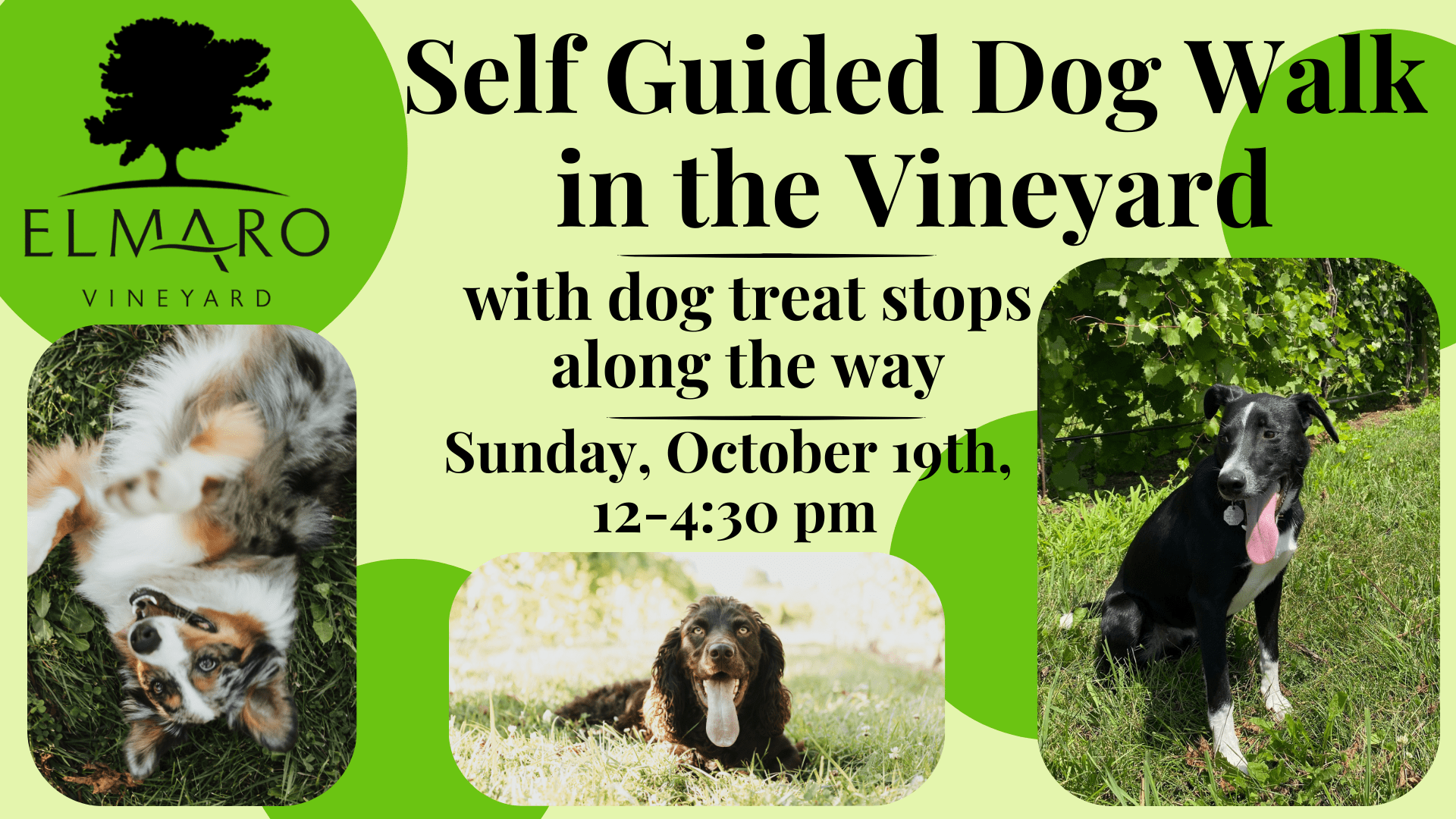 Announcement for a self-guided dog walk event at Elmaro Vineyard with dog treat stops on October 19th.
