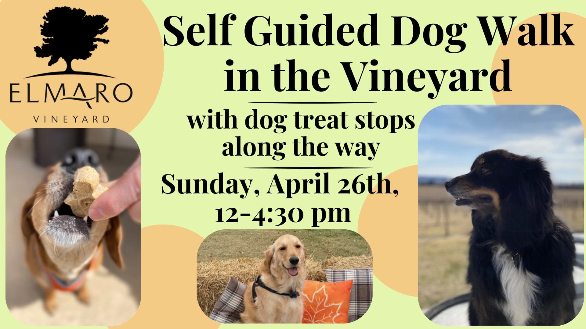 Self-Guided Dog Walk in the Vineyard