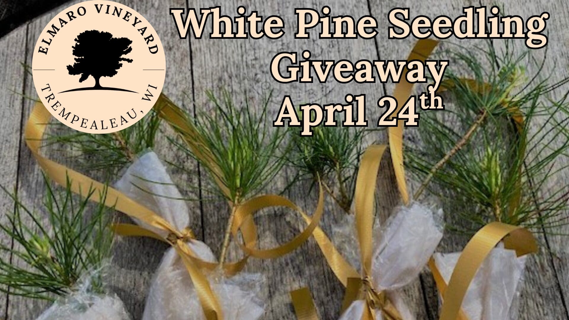 White Pine Seedling Giveaway (2)