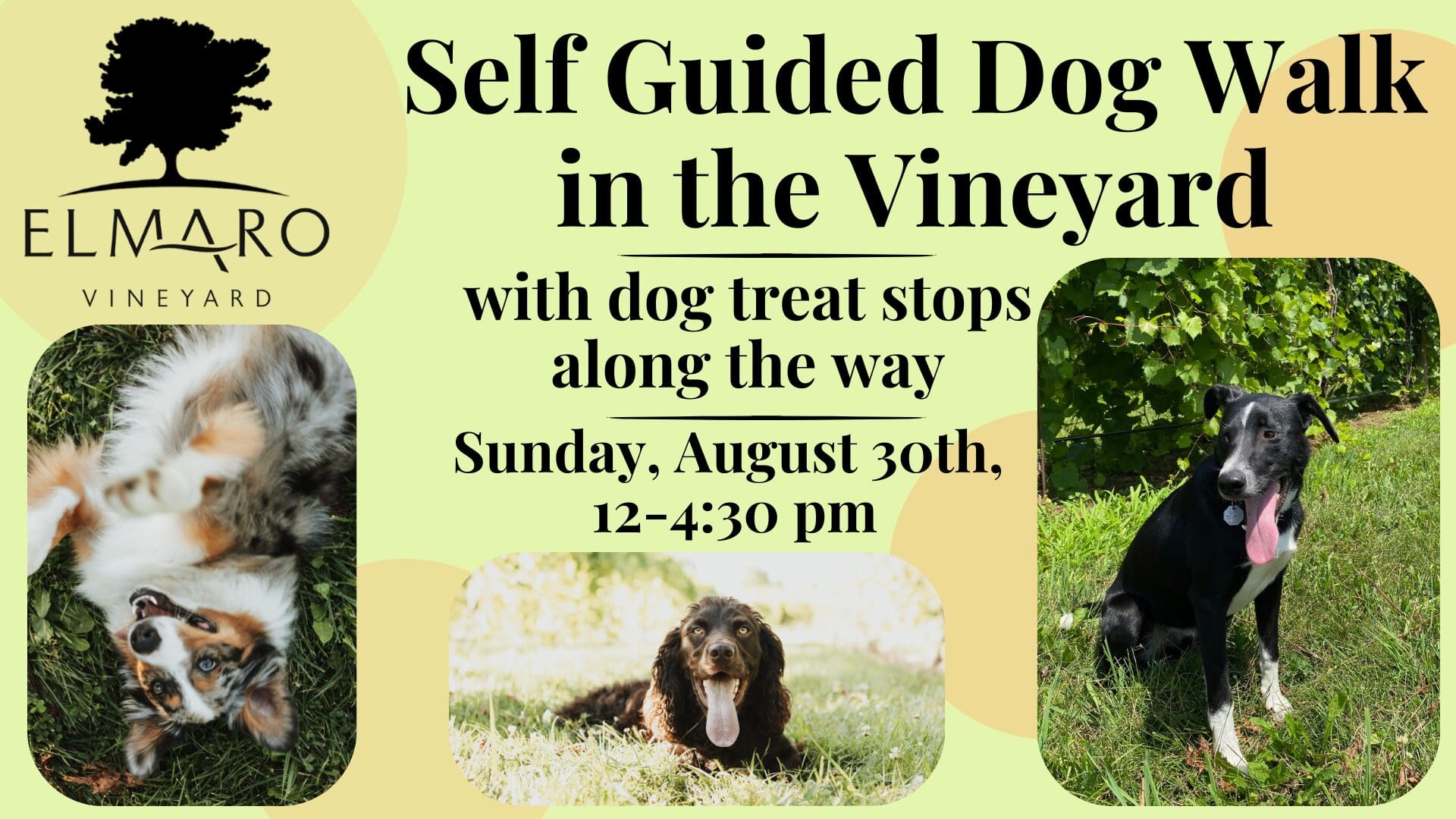 Pet Parent Day Dog Walk at Elmaro! (7)
