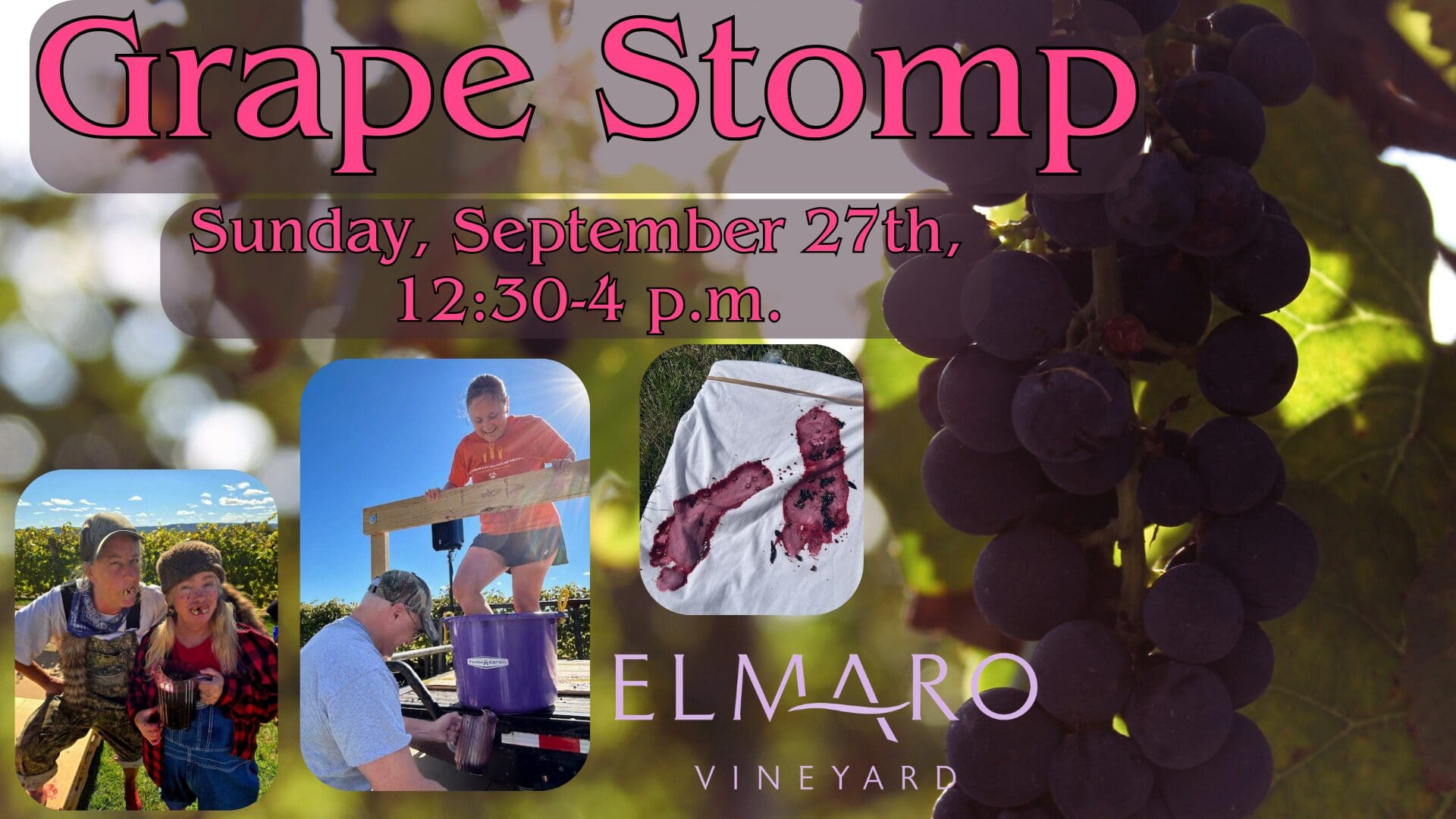 grape stomp (5)