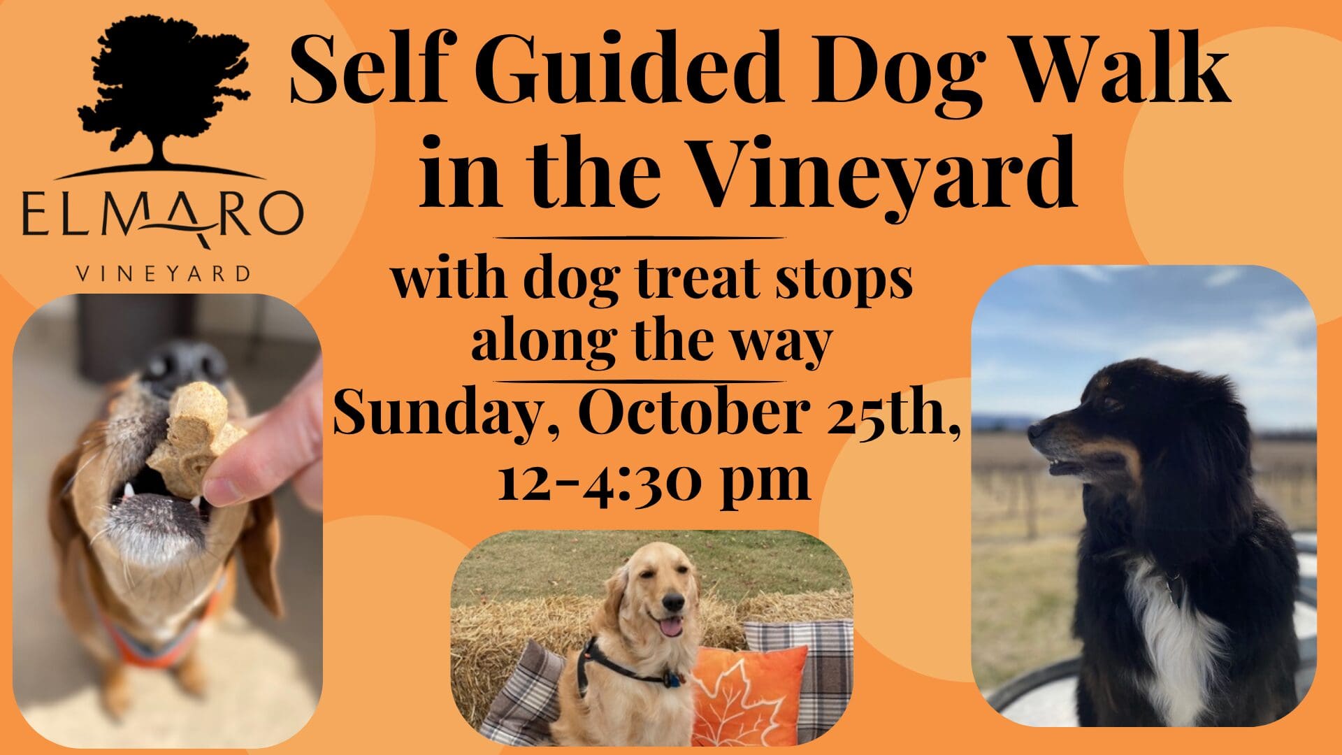 Dog enjoying a treat during vineyard walk.