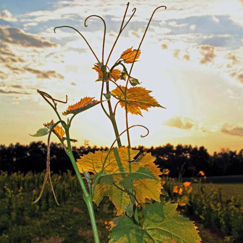 Vines in the vineyard at sunset greeting card.